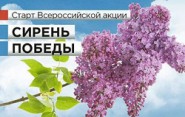 Сирень Победы